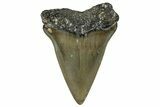 Fossil Broad-Toothed Mako Shark Tooth - North Carolina #257365-1